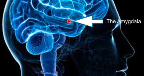 An illustration of a human brain with an arrow pointing to the amygdala, highlighted in red.