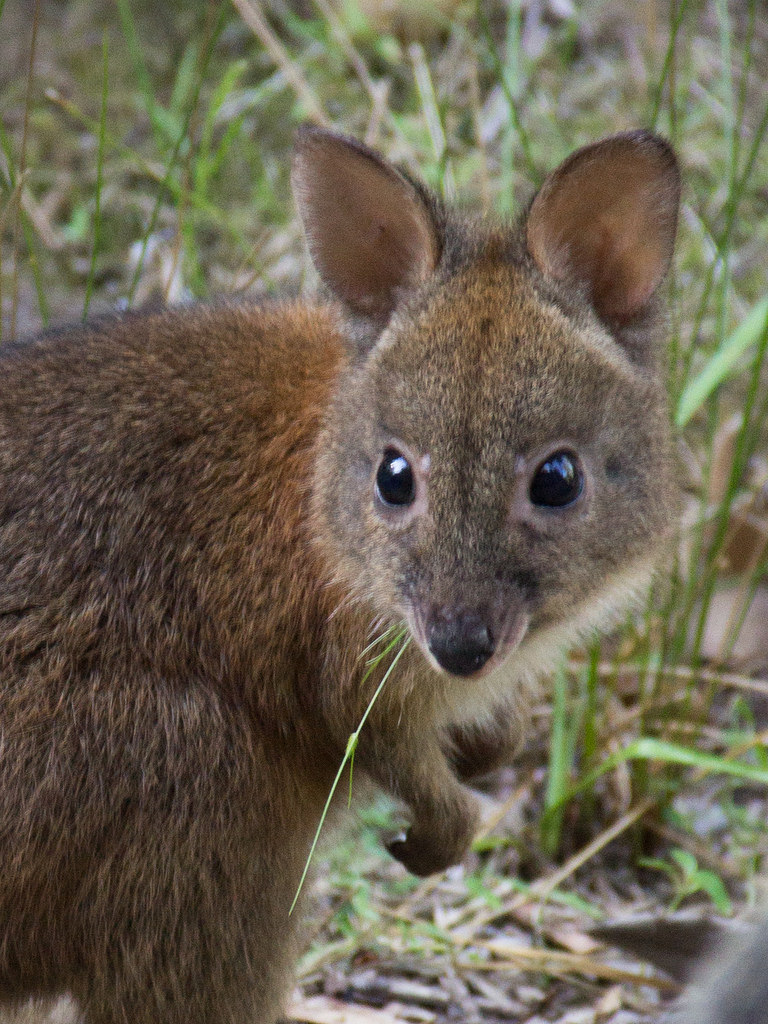 A close-up image of a Potaroo, a small marsupial with large eyes and prominent ears, standing on green grass and looking curiously at the camera.