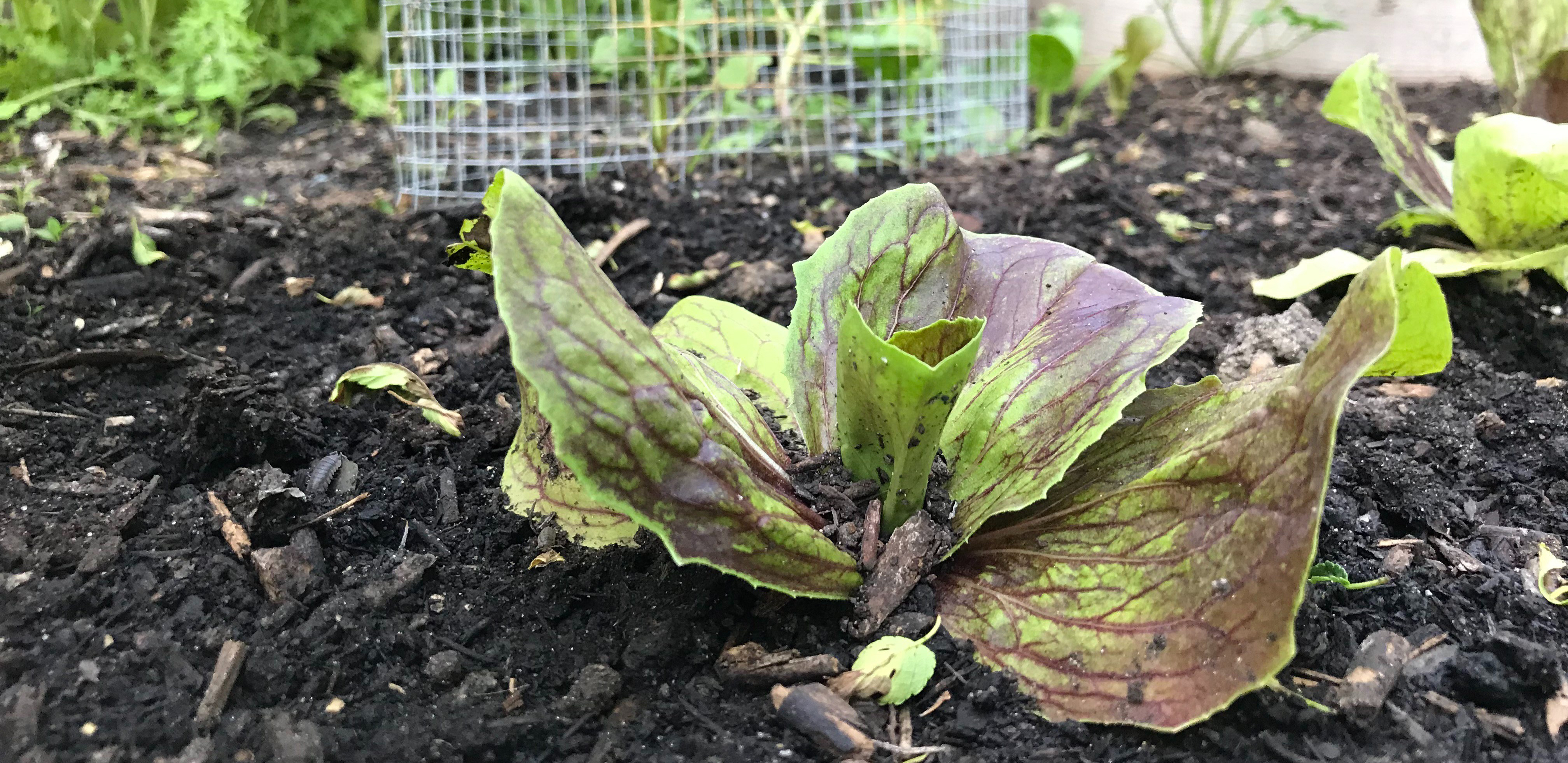 Close-up of a young lettuce plant with vibrant green and purple leaves growing in dark soil, showcasing the early stages of growth in a garden.