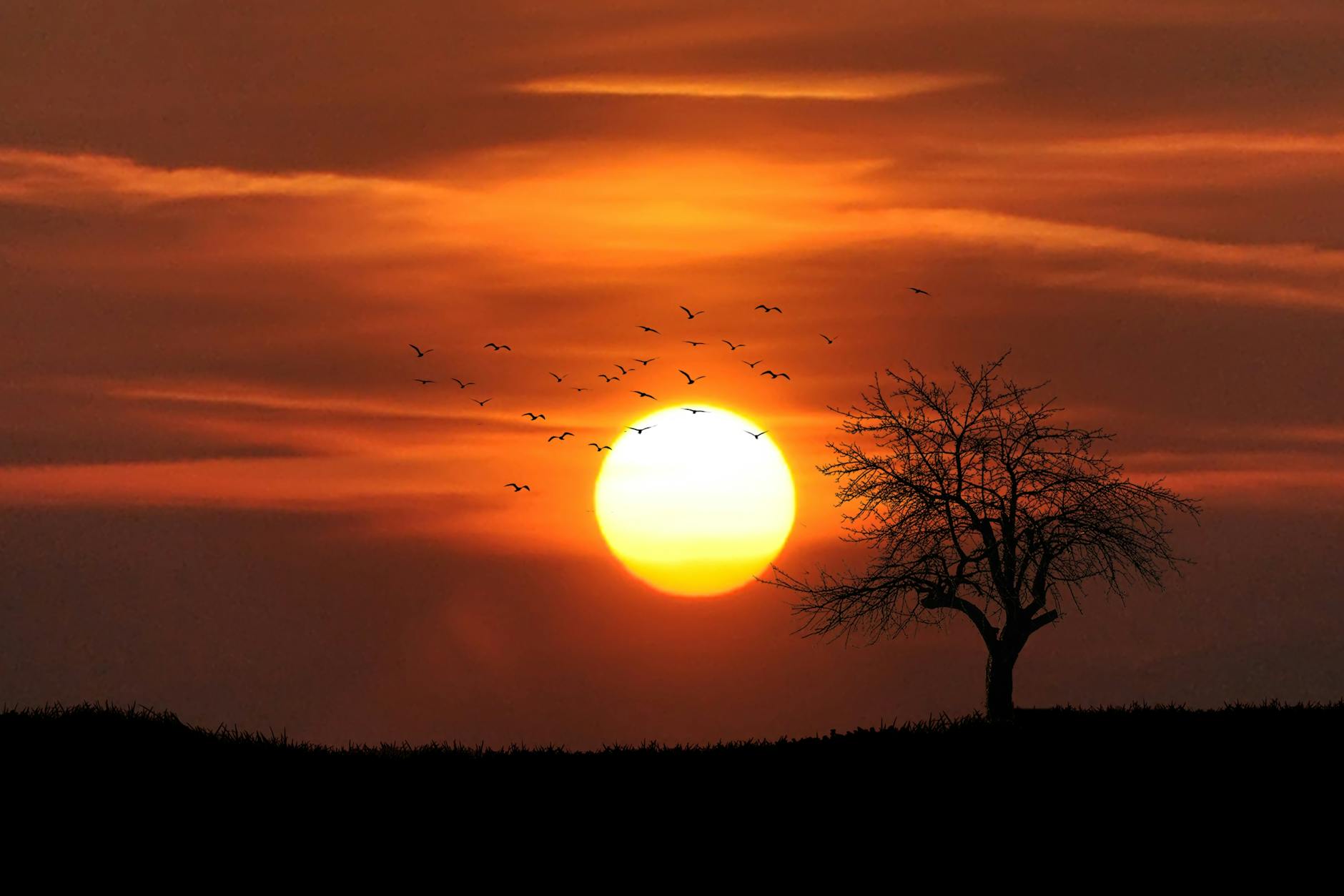 A vibrant sunset with a large sun on the horizon, silhouetted by a barren tree and a flock of birds flying across the sky.