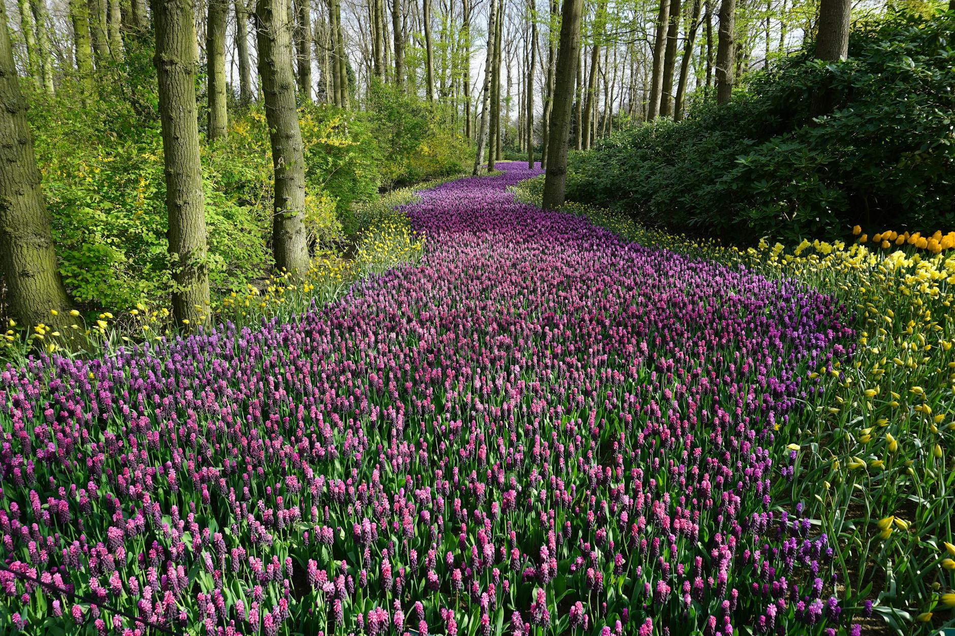 A vibrant pathway lined with blooming purple flowers and patches of yellow flowers, surrounded by trees and lush greenery in a spring setting.